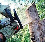 Best Tree Disease Treatment  in Ross, CA