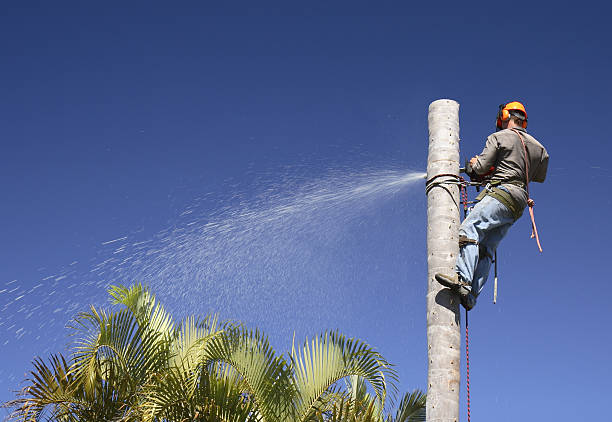 Best Weed Control  in Ross, CA