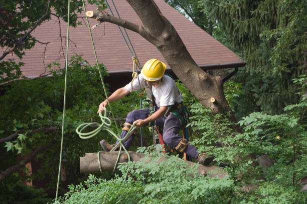 Best Tree and Shrub Care  in Ross, CA