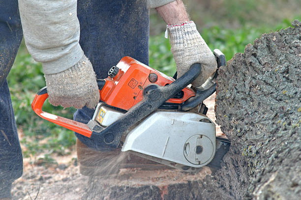 Leaf Removal in Ross, CA