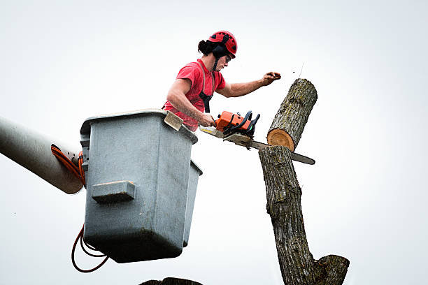 Best Seasonal Cleanup (Spring/Fall)  in Ross, CA