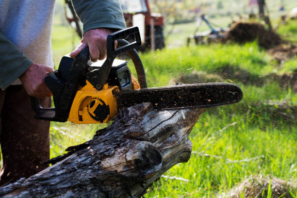 Best Grass Overseeding  in Ross, CA